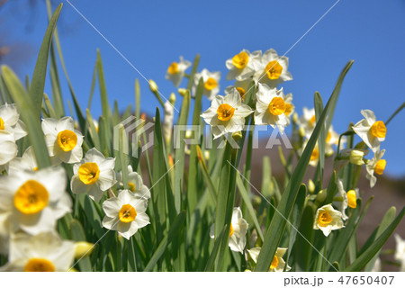 スイセンと青空　ニホンスイセン 47650407