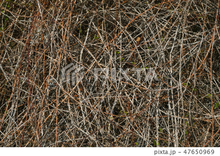 Dry stems of plants with thorns. Dry stems of plants with thorns. 47650969