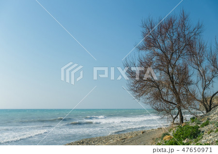 Seascape. Pebble beach and a tree right on the cliff. Seascape. Pebble beach and a tree right on the cliff. 47650971