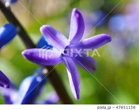 春の花ヒヤシンス ヒアシンス ギリシャ神話の花の写真素材