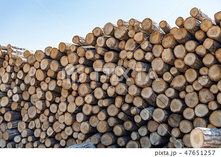 材木置き場 47651257