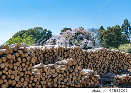 材木置き場 材木置き場 47651261