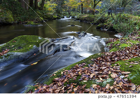 紅葉の渓流 荒俣峡 石川県小松市 紅葉の渓流 荒俣峡 石川県小松市 47651394