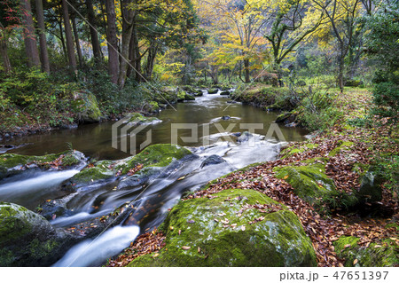 紅葉の渓流 荒俣峡 石川県小松市 紅葉の渓流 荒俣峡 石川県小松市 47651397