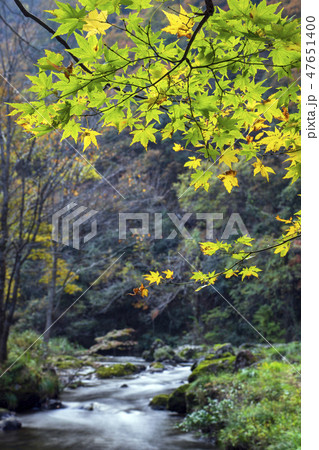 紅葉の渓流　荒俣峡　石川県小松市 47651400