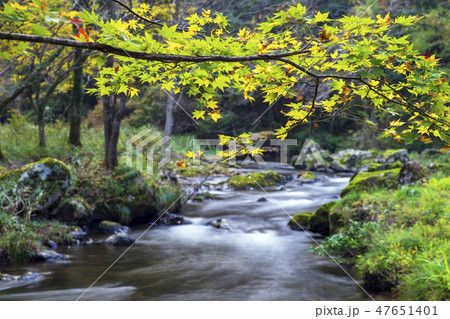 紅葉の渓流 荒俣峡 石川県小松市 紅葉の渓流 荒俣峡 石川県小松市 47651401