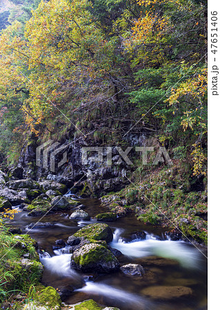 紅葉の渓流 荒俣峡 石川県小松市 紅葉の渓流 荒俣峡 石川県小松市 47651406