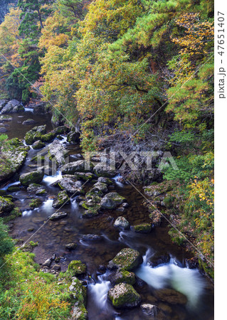 紅葉の渓流　荒俣峡　石川県小松市 47651407