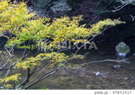 紅葉の渓流　荒俣峡　石川県小松市 47651417