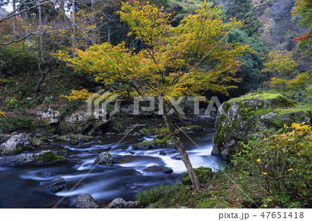 紅葉の渓流 荒俣峡 石川県小松市 紅葉の渓流 荒俣峡 石川県小松市 47651418