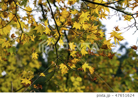 紅葉イメージ 47651624