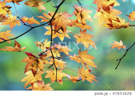 紅葉イメージ 47651626