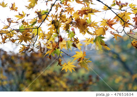 紅葉イメージ 紅葉イメージ 47651634