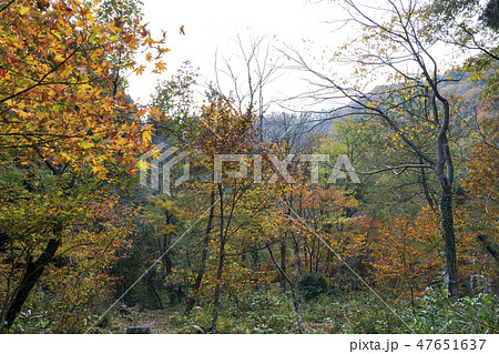 紅葉イメージ 47651637