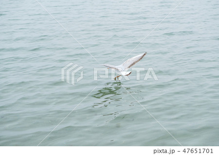 Gannet in Flight over the sea Gannet in Flight over the sea 47651701