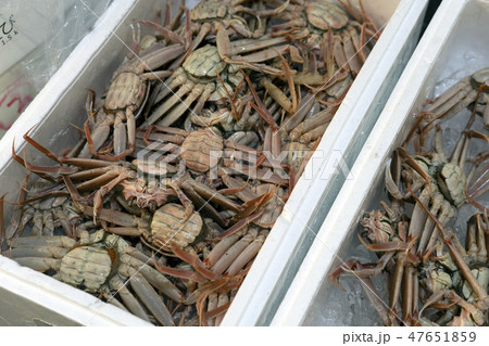 近江町市場　ズワイガニ解禁のにぎわい 47651859