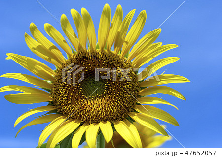 ひまわり畑 河北潟ひまわり村 ひまわり畑 河北潟ひまわり村 47652057