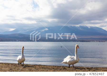 白鳥　酉年 47652407