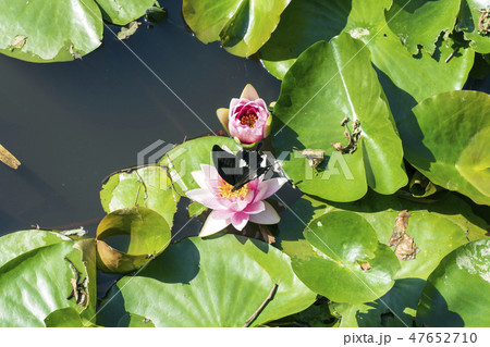 スイレンの花とモンキアゲハ 47652710