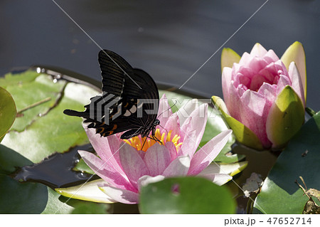 スイレンの花とモンキアゲハ 47652714
