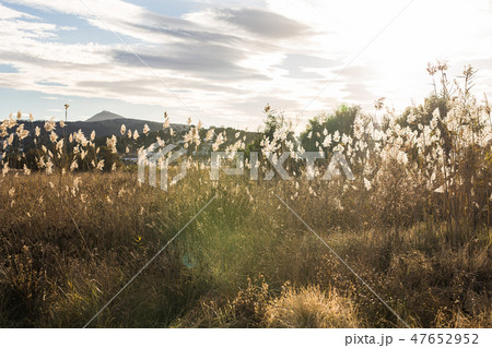 Nature and landscape concept - Yellow autumn meadow on the background of mountains 47652952