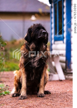 Cute leonberger female sits outdoor at backyard Cute leonberger female sits outdoor at backyard 47653090