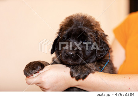 Little leonberger puppy sits at beige background 47653284