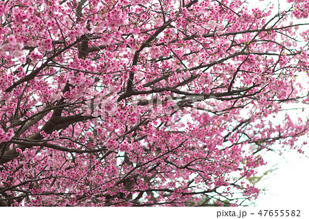 台湾 桜 さくら 47655582