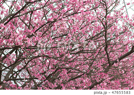 台湾 桜 さくら 47655583