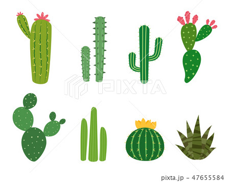 Cactus collections vector set Cactus collections vector set 47655584
