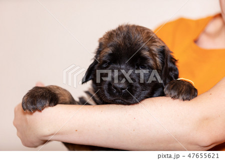 Little leonberger puppy sits at beige background Little leonberger puppy sits at beige background 47655621