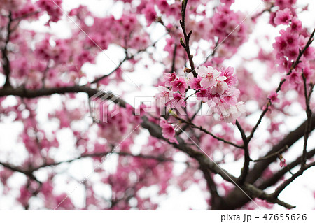 台湾 桜 さくら 47655626