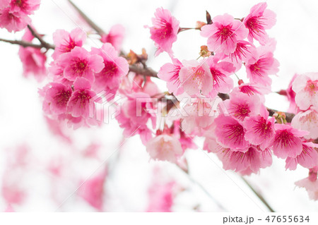台湾 桜 さくら 47655634