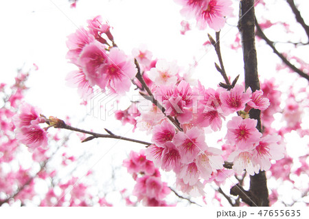 台湾 桜 さくら 47655635