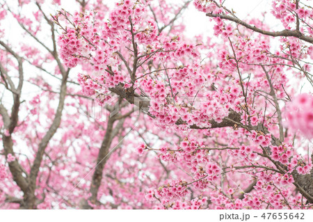 台湾 桜 さくら 47655642