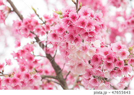 桜 さくら サクラ 47655643