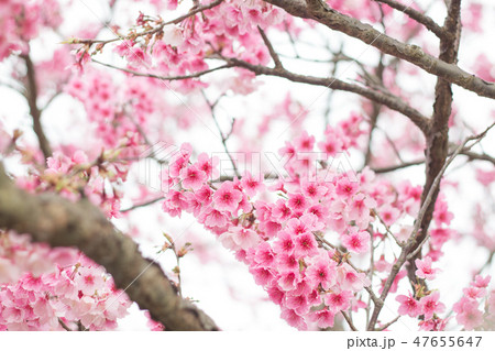台湾 桜 さくら 47655647
