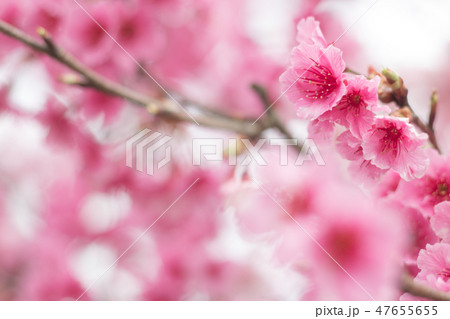 台湾 桜 さくら 47655655