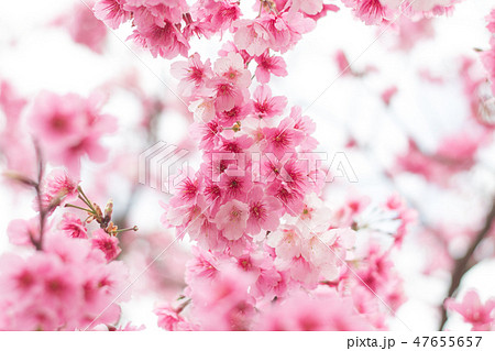 台湾 桜 さくら 47655657