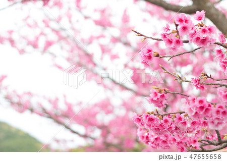 台湾 桜 さくら 47655658