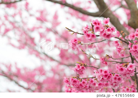 台湾 桜 さくら 47655660