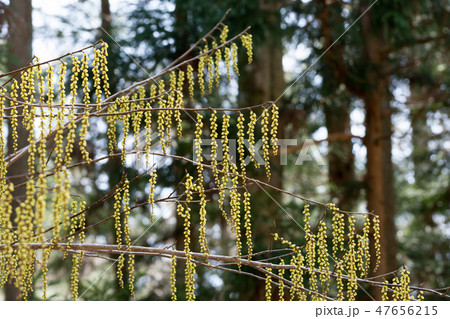 キブシの花 キブシの花 47656215