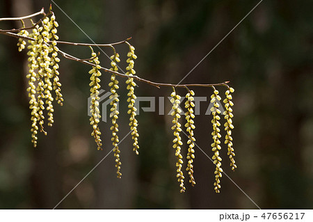 キブシの花 47656217