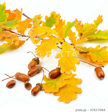 Dried acorns with oak leaf isolated on white. 47657069