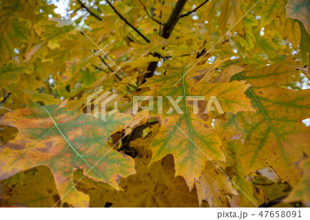 Maple leaves on a tree branch before fall Maple leaves on a tree branch before fall 47658091