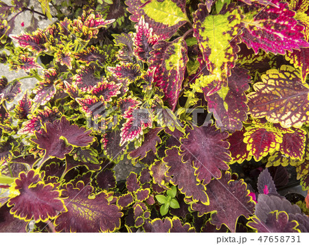 Coleus leaves 47658731