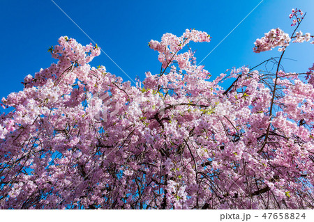 しだれ桜 東大阪の公園 しだれ桜 東大阪の公園 47658824