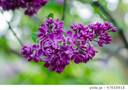 Spring lilac flowers 47658918