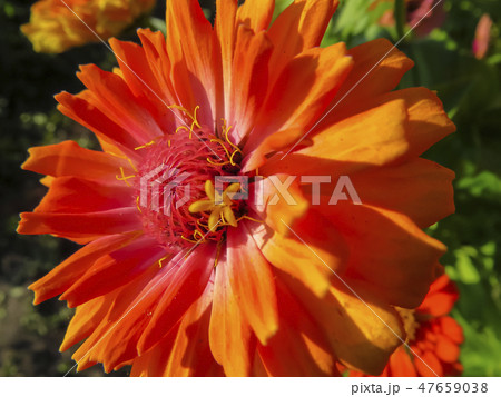 Zinnia flower in garden Zinnia flower in garden 47659038