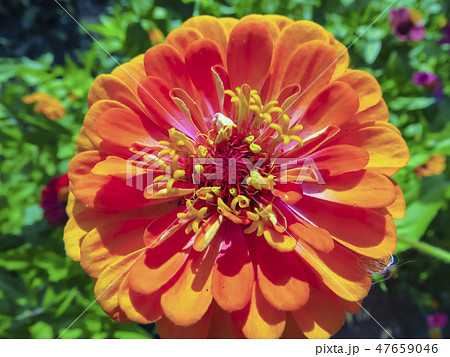 Zinnia flower in garden Zinnia flower in garden 47659046